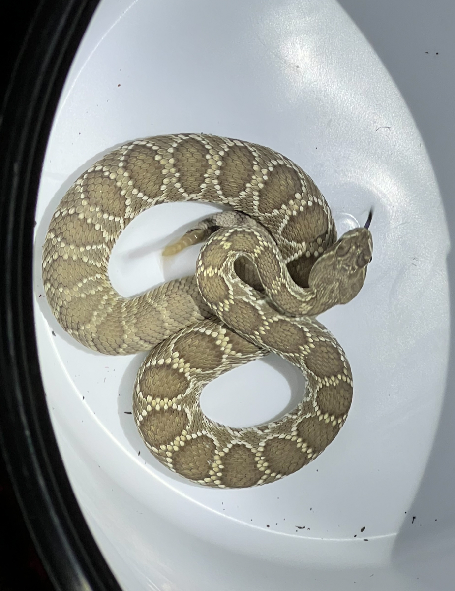Mojave Green Rattlesnake Here Be Dragons