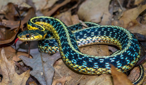 Garter-snake-photo-by-Ryan-Wagner-480.jpg