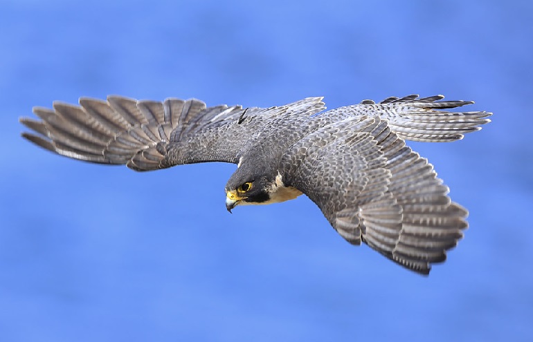 falcon-review.jpg
