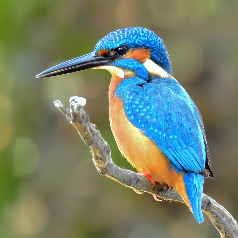 ♂_Common_Kingfisher_Alcedo_atthis_Photograph_By_Shantanu_Kuveskar_Mangaon_Maharashtra_India.jpg